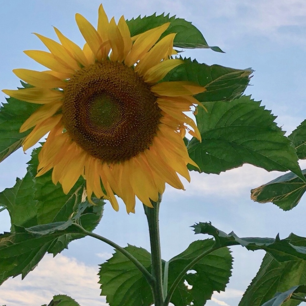 BULK 1000~FRESH Huge 14' MAMMOTH Helianthus Sunflower Seeds All ORGANIC Heirloom